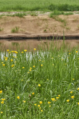 15 vnf berges vegetales dt-bourgogne-centre accolay 032