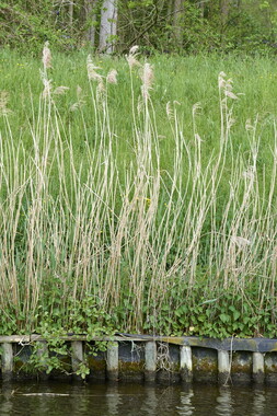 15 vnf berges vegetales dt-bourgogne-centre accolay 038