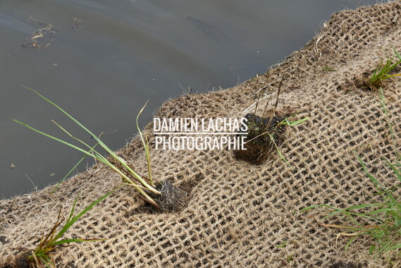 15 vnf berges vegetales dt-bourgogne-centre accolay 039