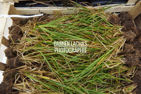 15 vnf berges vegetales dt-bourgogne-centre plante 002