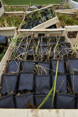 15 vnf berges vegetales dt-bourgogne-centre plante 003