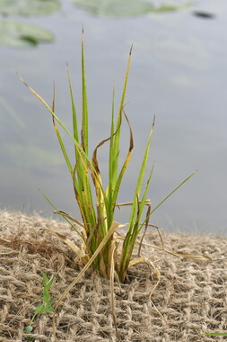 15 vnf berges vegetales dtbc plante carex pseudocyperus 001