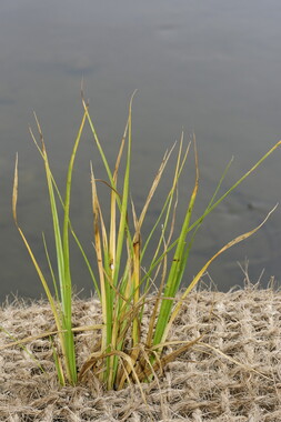 15 vnf berges vegetales dtbc plante carex pseudocyperus 002