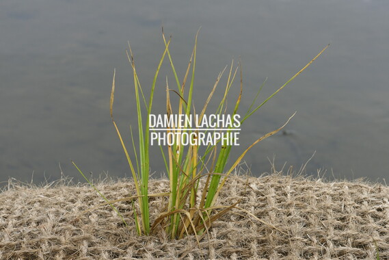 15 vnf berges vegetales dtbc plante carex pseudocyperus 003