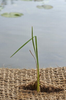 15 vnf berges vegetales dtbc typha latifolia 001