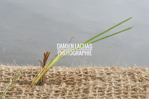 15 vnf berges vegetales dtbc typha latifolia 002