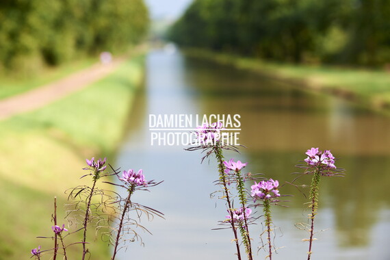 dt bourgogne centre juillet2014 canal nivernais tannay 015