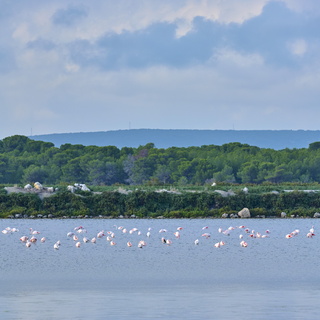 vnf dtrs crs tourisme biodiversite paysage camargue 009