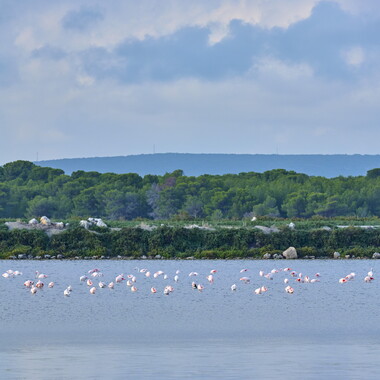 vnf dtrs crs tourisme biodiversite paysage camargue 009