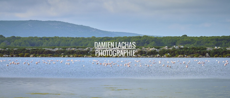 vnf dtrs crs tourisme biodiversite paysage camargue 010