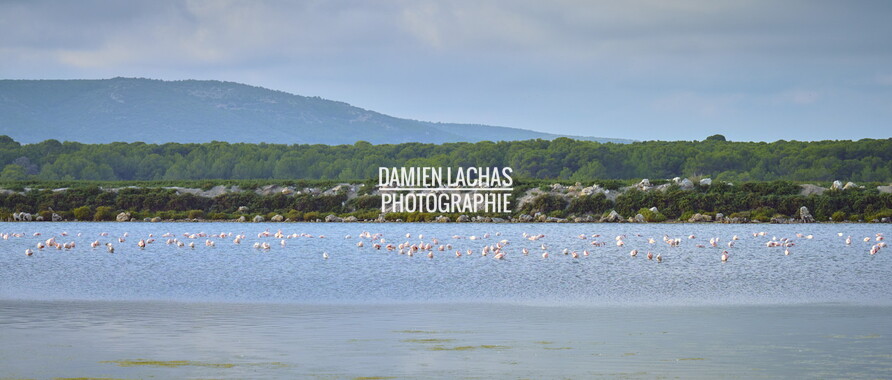 vnf dtrs crs tourisme biodiversite paysage camargue 010