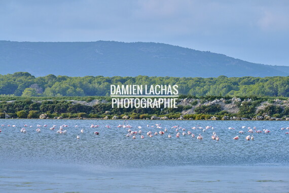 vnf dtrs crs tourisme biodiversite paysage camargue 011