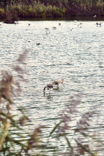 vnf dtrs crs tourisme biodiversite paysage camargue 012