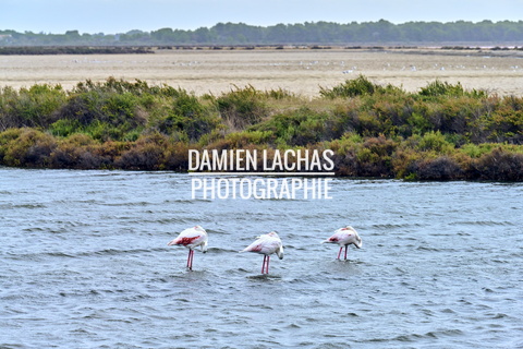 vnf dtrs crs tourisme biodiversite paysage camargue 013