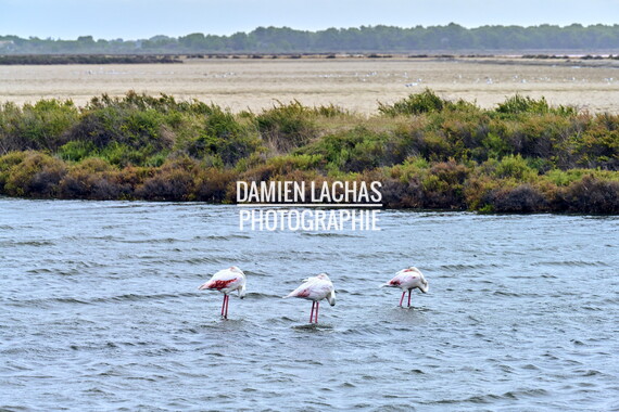 vnf dtrs crs tourisme biodiversite paysage camargue 013