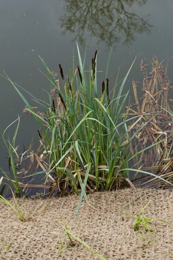 dtne bv plantation avril2015 43vm 005