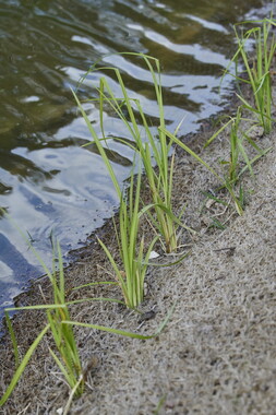 dtne bv plantation avril2015 43vs 018
