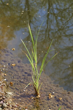 dtne bv plantation carex-riparia 002