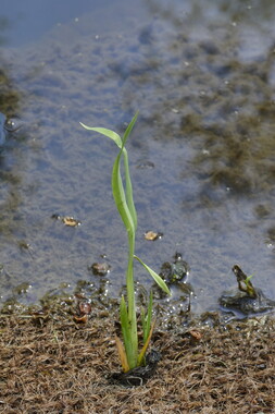 dtne bv plantation iris-pseudacorus 003