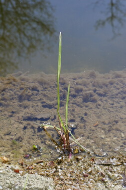 dtne bv plantation phalaris-arundinacea 001