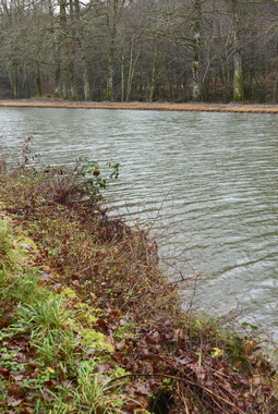 vnf dtne berge vegetalisee dec2014 canal vosges bief 33vs bains-les-bains 014