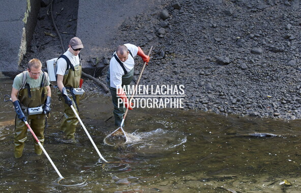 vnf peche electrique chomage epinal 012