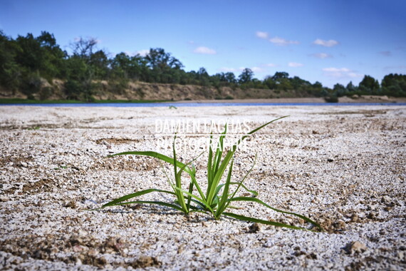 loire plante nievre 002