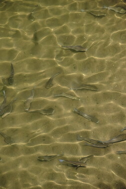 vnf dtbs loire biodiversite 003