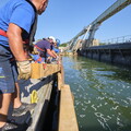 vnf dtrs barrage ormes travaux debatardage 030