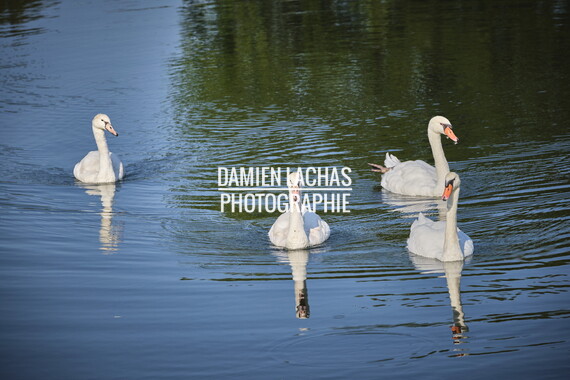 vnf dtrs saint-albin berge cygne 024