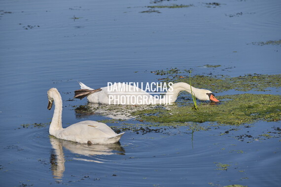 vnf dtrs saint-albin berge cygne 032