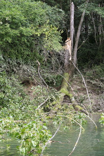 vnf dtrs saone pont-vaux biodiversite 005