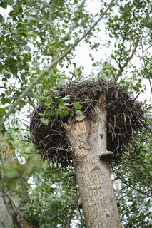 vnf dtrs saone pont-vaux biodiversite 007