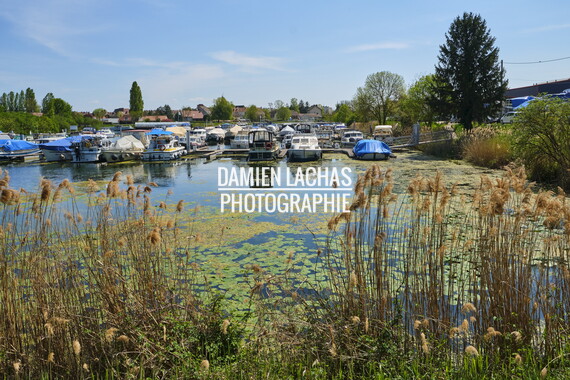 vnf dtrs saone st-jean-losne plante envahissante 012