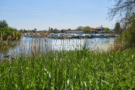 vnf dtrs saone st-jean-losne plante envahissante 013