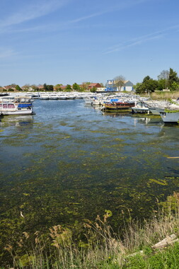 vnf dtrs saone st-jean-losne plante envahissante 018