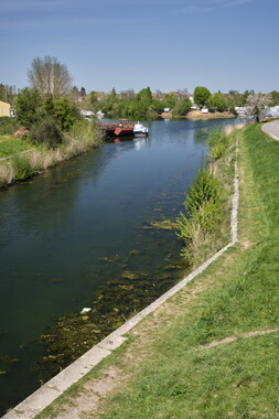 vnf dtrs saone st-jean-losne plante envahissante 021