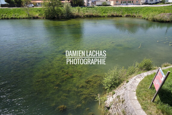 vnf dtrs saone st-jean-losne plante envahissante 022