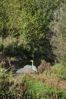 arbresle brevenne heron oct2022 002