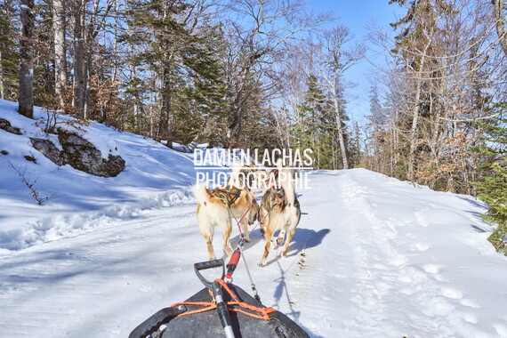 vacance montagne aillon-le-jeune chien traineau 007
