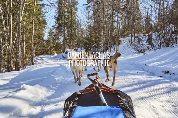 vacance montagne aillon-le-jeune chien traineau 011