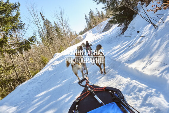 vacance montagne aillon-le-jeune chien traineau 014