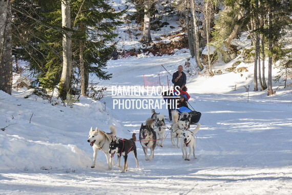 vacance montagne aillon-le-jeune chien traineau 015