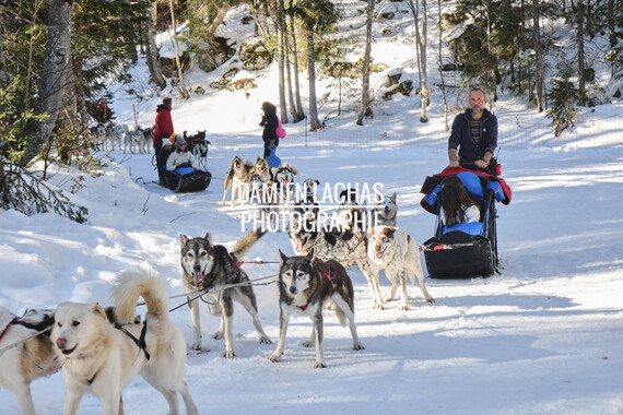 vacance montagne aillon-le-jeune chien traineau 019