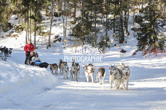 vacance montagne aillon-le-jeune chien traineau 020