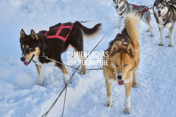 vacance montagne aillon-le-jeune chien traineau 030