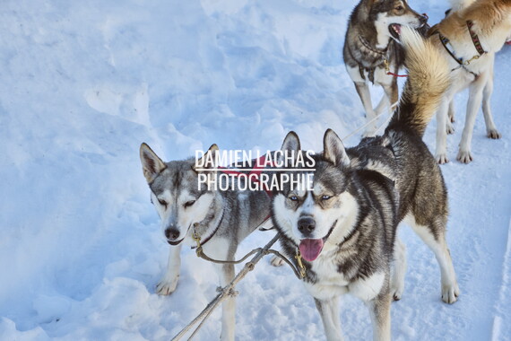 vacance montagne aillon-le-jeune chien traineau 031