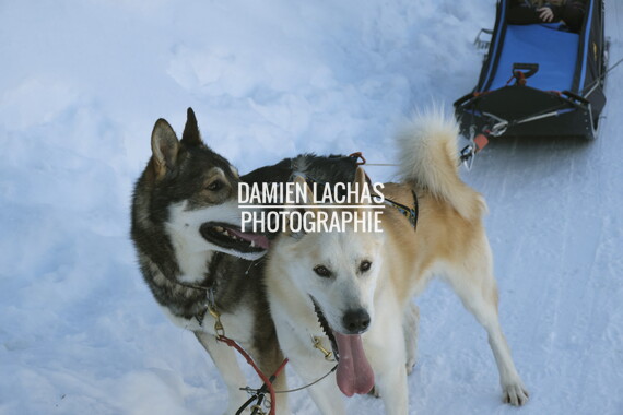 vacance montagne aillon-le-jeune chien traineau 032