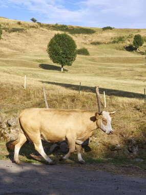 vacances 2015 lozere ferme animaux 002