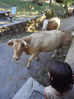 vacances 2015 lozere ferme animaux 006